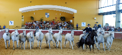la Cartuja Cinco Siglos del Caballo Cartujano的马群表演