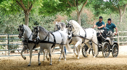 la Cartuja Cinco Siglos del Caballo Cartujano的马群表演