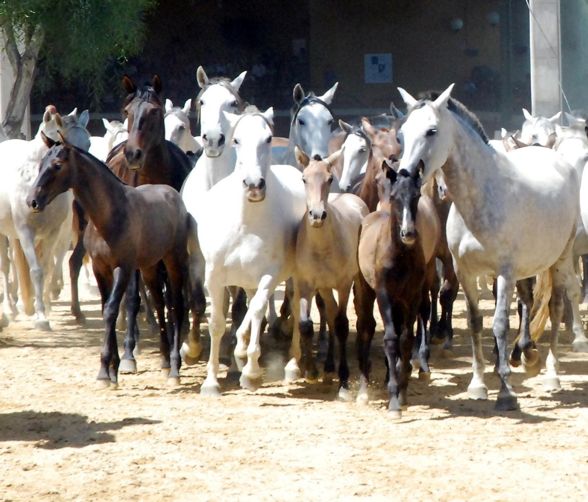 la Cartuja Cinco Siglos del Caballo Cartujano的马群表演