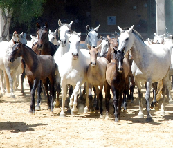 la Cartuja Cinco Siglos del Caballo Cartujano的马群表演
