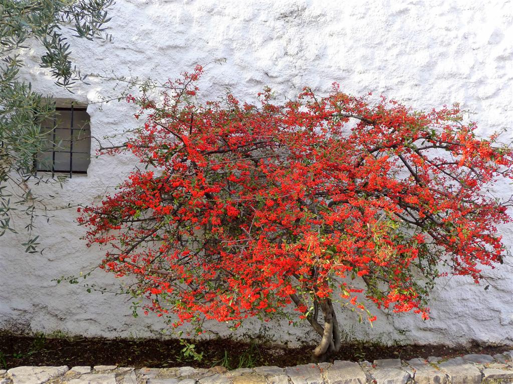 比利亚伦加德尔罗萨里奥 （Villaluenga del Rosario）