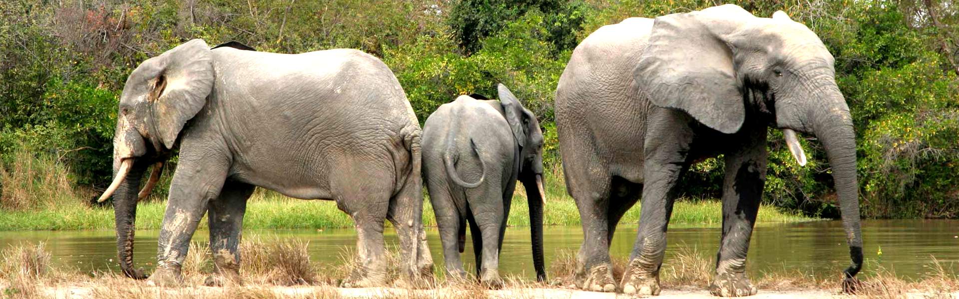 加纳旅游自然动物景观——大象