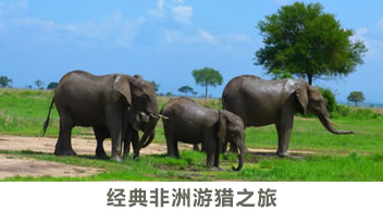 非洲大象