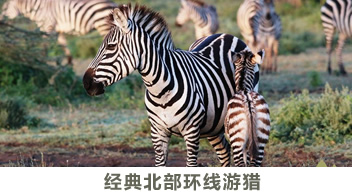 斑马