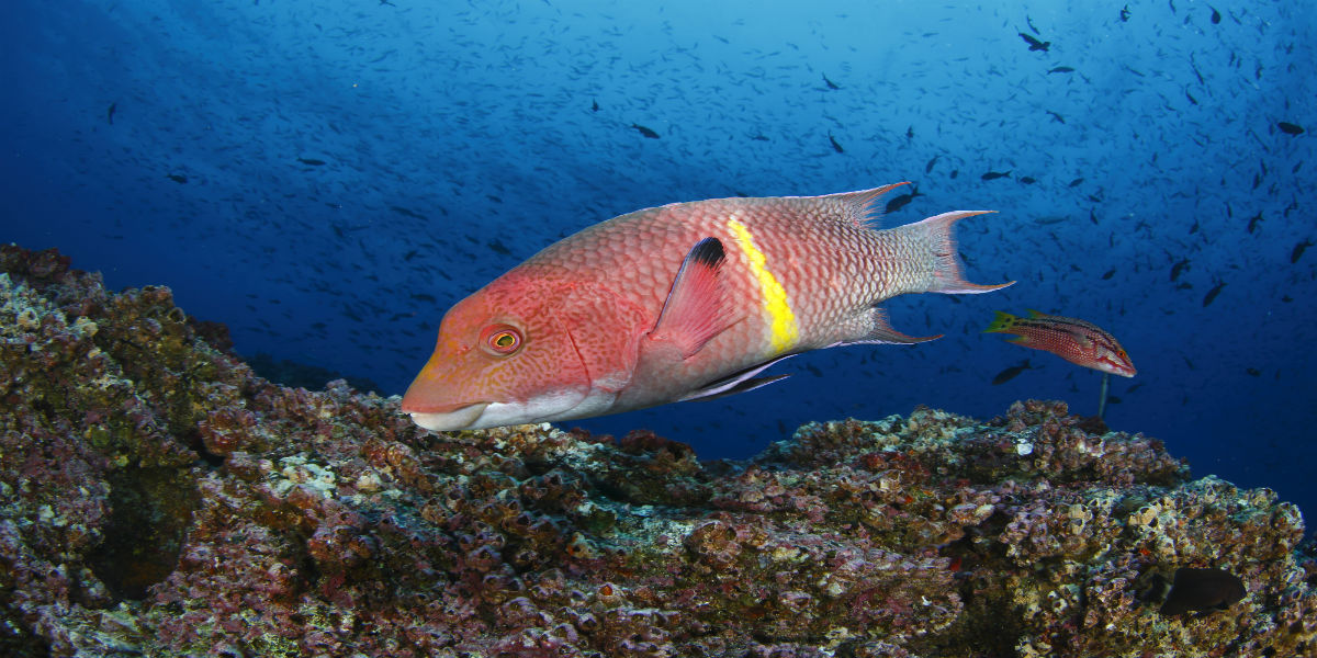 galapagostour-fish-animals2