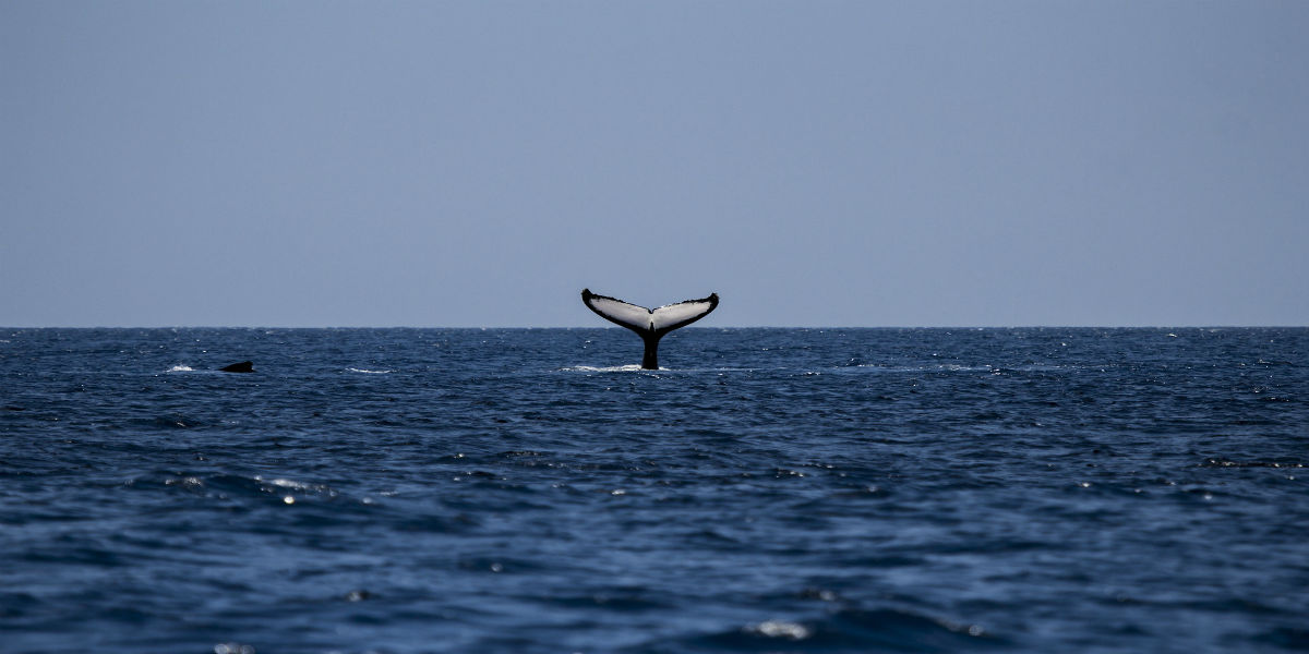 guayaquil-salinas-whale2