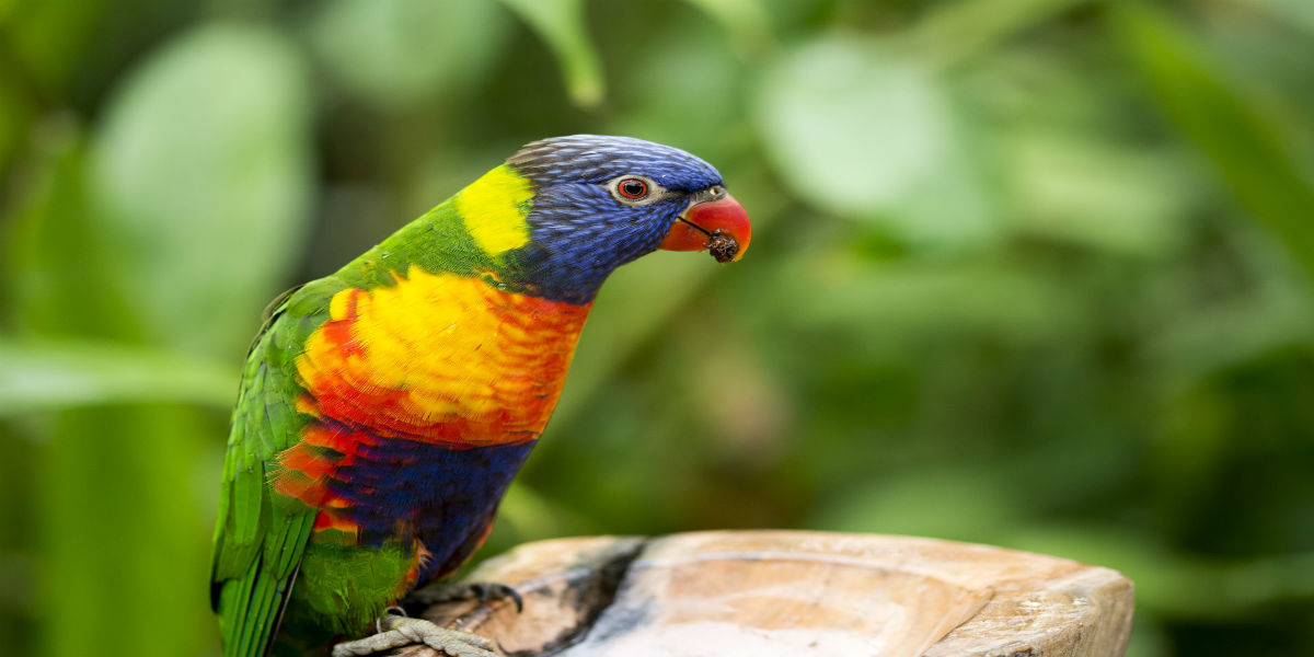 guayaquil-cerroblanco-parrot