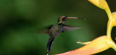Andes- Birdwatching - Mindo Hummingbird