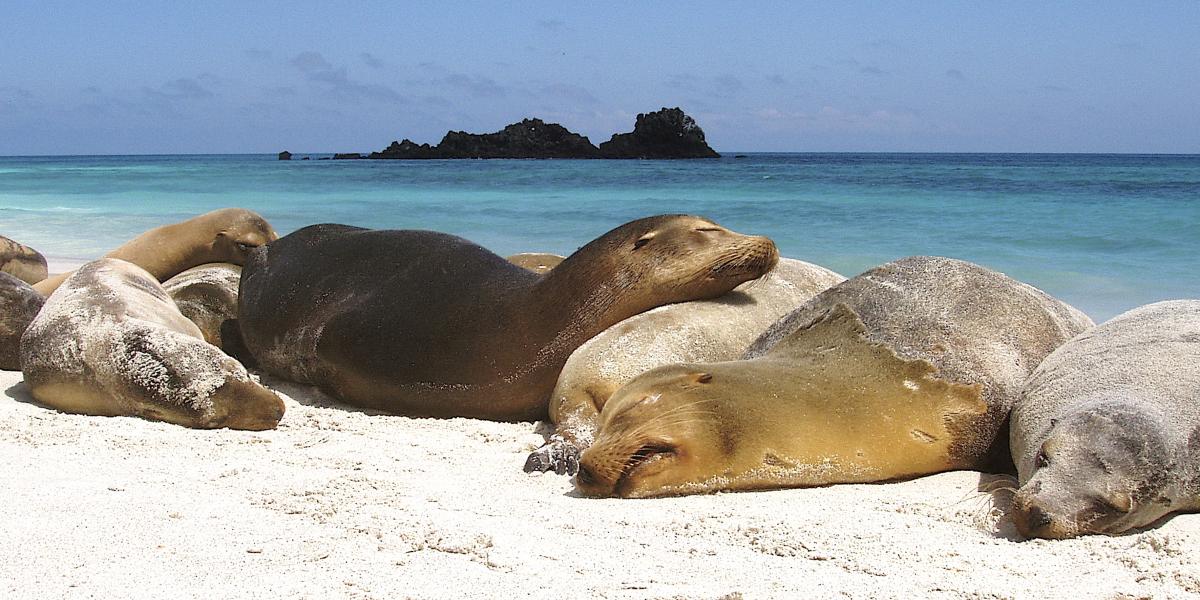 Galapagos Sea Wolves sleeping on the beach