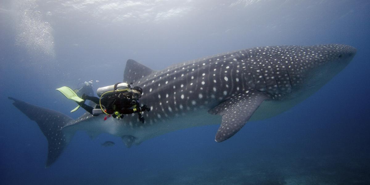 Diving in the Galapagos during Whale Shark Season