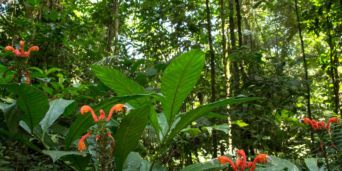 Ecuador Amazon Yasuni rainfrest landscape