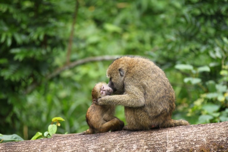 坦桑尼亚阿鲁沙国家公园的猴子