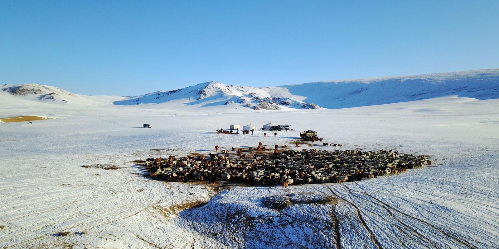 带你感受冬季蒙古牧民牧场转场，品味不一样的蒙古牧民家庭生活