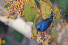 Amazon Birds Ecuador - La Selva Lodge