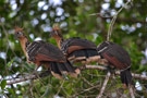 Amazon Birds Ecuador - La Selva Lodge