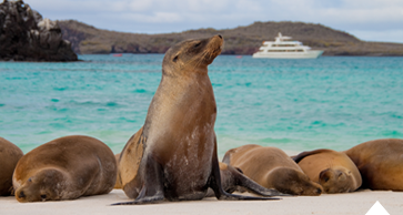 Luxury Cruises in Galapagos