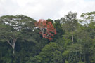 La Selva Amazon Lodge - Ecuador