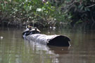 Amazon Wildlife Ecuador - La Selva Lodge