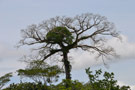 La Selva Amazon Lodge - Ecuador