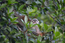 Amazon Wildlife Ecuador - La Selva Lodge