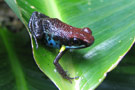 Amazon Wildlife Ecuador - La Selva Lodge