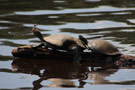 Amazon Wildlife Ecuador - La Selva Lodge