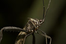 Amazon Wildlife Ecuador - La Selva Lodge