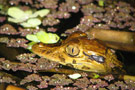 Amazon Wildlife Ecuador - La Selva Lodge