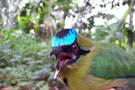 Amazon Birds Ecuador - La Selva Lodge