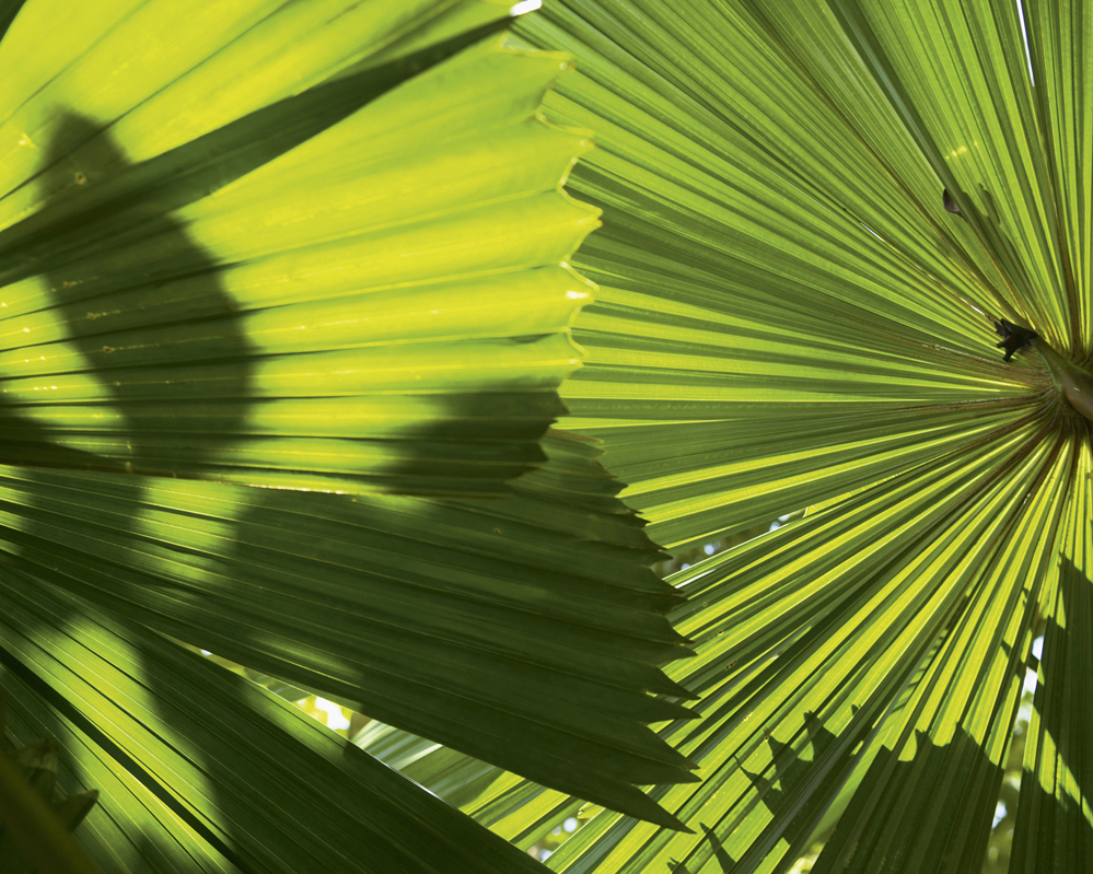 background-image