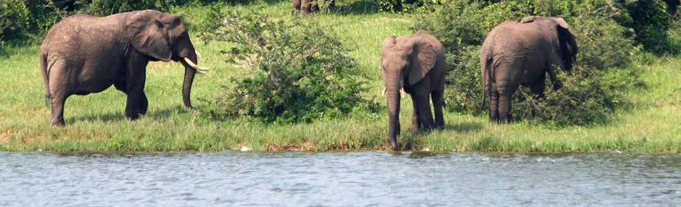 乌干达野生大象