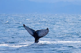 哥伦比亚海上的座头鲸