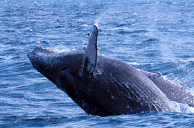 哥伦比亚太平洋海岸鲸群聚集