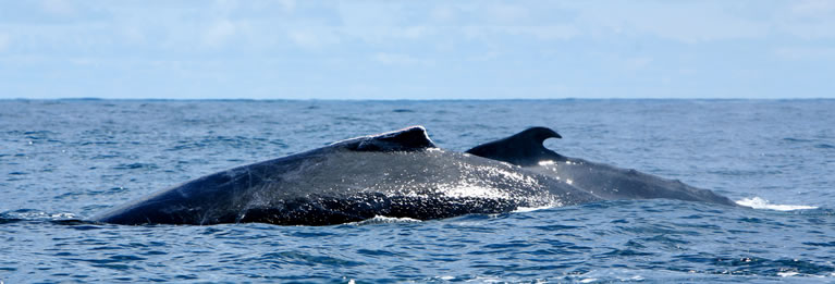 太平洋的鲸鱼