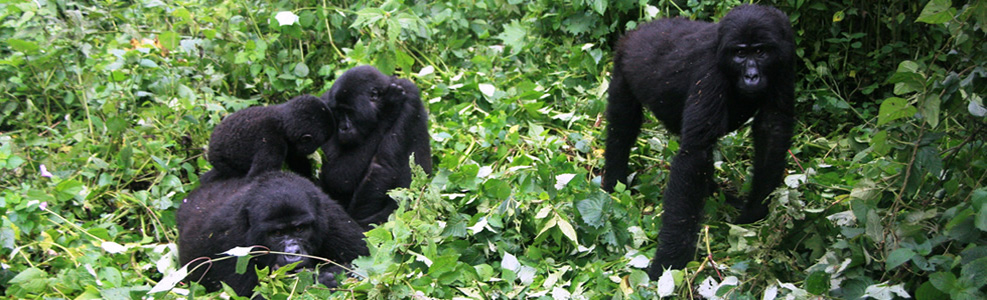 乌干达山地大猩猩
