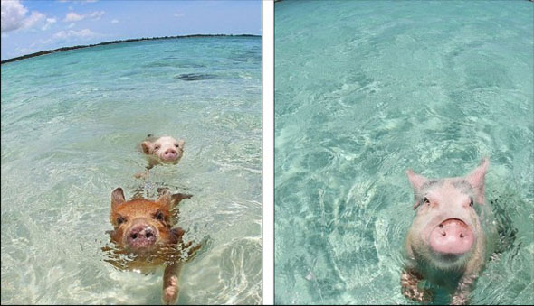 巴哈马游泳猪