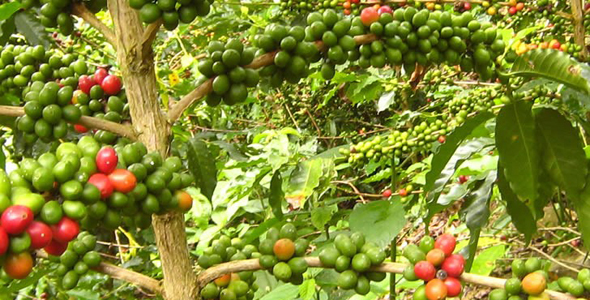 多米尼加有机咖啡节