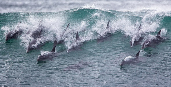 南非杰弗里斯湾海豚冲浪表演