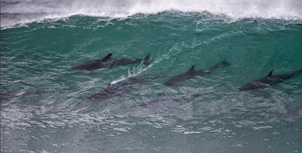南非杰弗里斯湾海豚冲浪表演
