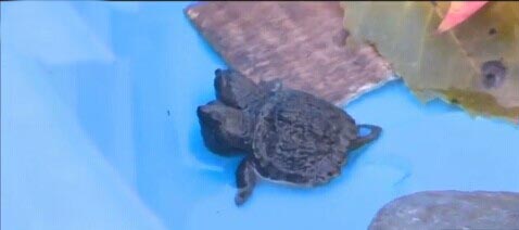 美国缅因州现双头鳄龟 两个头部均发育健全