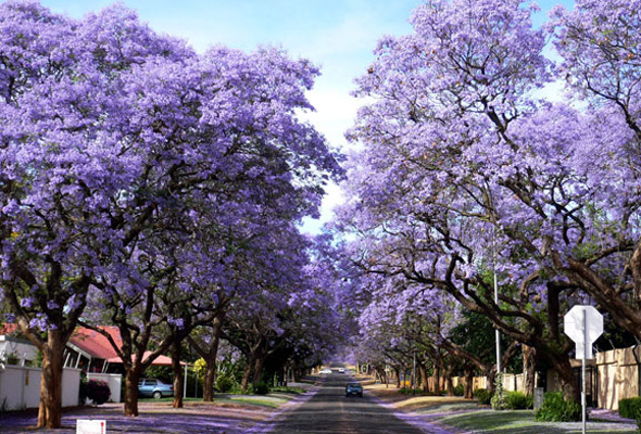 幻景如梦 南非紫色春天