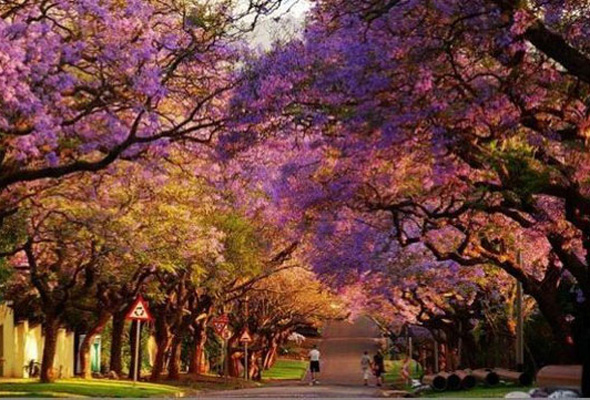 幻景如梦 南非紫色春天 