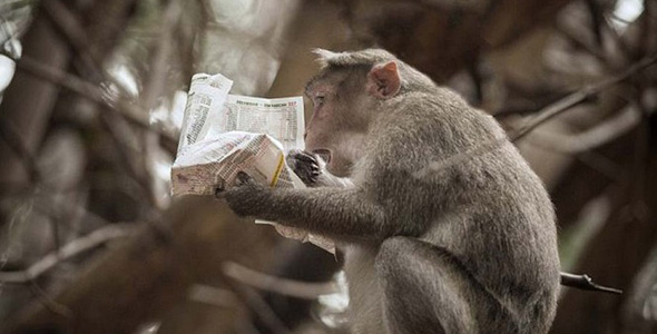 印度猕猴看报纸 "研读"股市行情表情震惊
