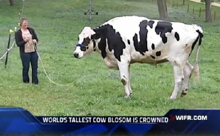 美一奶牛高1.9米破纪录 被评为全球最高奶牛