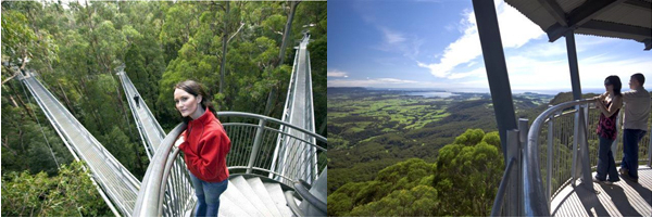 机不可失：新西兰旅游项目——树顶步道项目开发招募买家　
