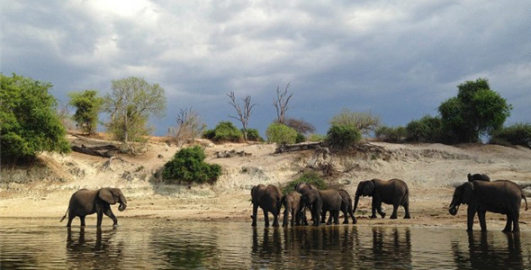 博茨瓦纳：体验环保的动物观光之旅