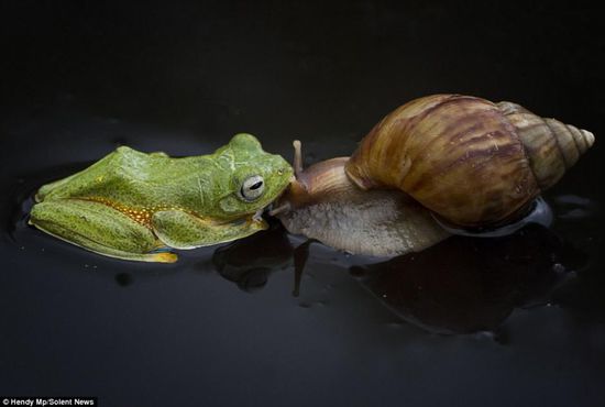 摄影师抓拍印尼多情青蛙“献吻”小蜗牛