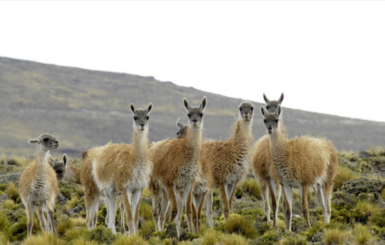 探趣智利野生动物 感受动物奇妙世界