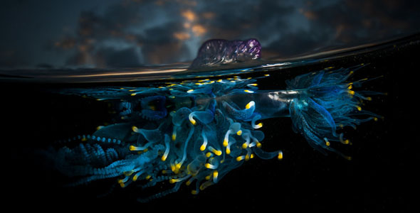 摄影师拍摄僧帽水母 散发神秘蓝色荧光