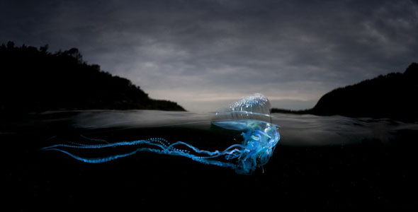 摄影师拍摄僧帽水母 散发神秘蓝色荧光
